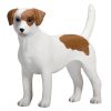 Mojo Jack Russell Terrier