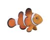 Mojo Falscher Clownfisch