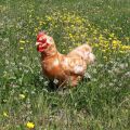 Rappa lüsch Stehhuhn 33 cm mit Ei ECO-FRIENDLY