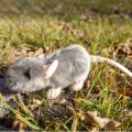 Rappa Plüsch-Maus 16 cm ECO-FRIENDLY