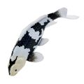 Mojo Koi Shiro Utsuri