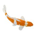 Mojo Karpfen Koi Ochiba Shigure