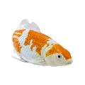 Mojo Karpfen Koi Ochiba Shigure