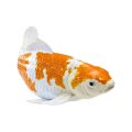 Mojo Karpfen Koi Ochiba Shigure
