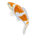 Mojo Karpfen Koi Ochiba Shigure