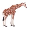 Mojo Giraffe Weibchen