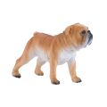 Mojo Englische Bulldogge