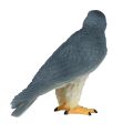 Mojo Wanderfalke