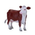 Mojo Hereford-Kuh