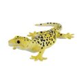 Mojo Leopardgecko
