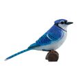 Mojo Blauhäher