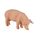 Mojo Schwein