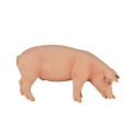 Mojo Schwein