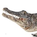Mojo Alligator