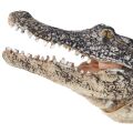 Mojo Alligator