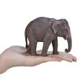 Mojo Asiatischer Elefant