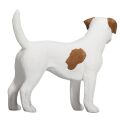 Mojo Jack Russell Terrier