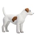 Mojo Jack Russell Terrier