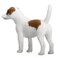 Mojo Jack Russell Terrier