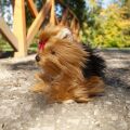 Rappa Plüschhund Yorkshire Terrier sitzend 23 cm ECO-FRIENDLY