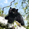 Rappa Plüsch Katze schwarz liegend 30 cm ECO-FRIENDLY