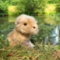 Rappa Plüsch-Capybara 18 cm ECO-FRIENDLY