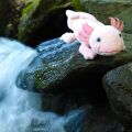 Rappa Plüsch-Axolotl 33 cm ECO-FRIENDLY