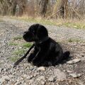 Rappa Labrador-Plüschhund Schwarzer 25 cm ECO-FRIENDLY