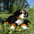 Rappa Plüsch Berner Sennenhund liegend 61 cm ECO-FRIENDLY