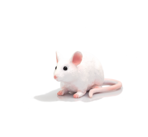 Mojo Maus