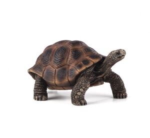 Mojo Aldabra-Riesenschildkröte