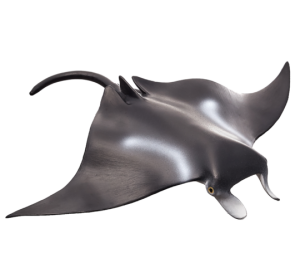 Mojo Riesenmanta