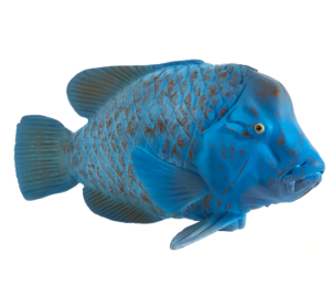 Mojo Riesenlippfische