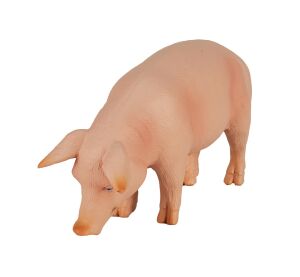 Mojo Schwein