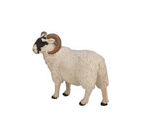 Mojo Hampshire-Bock