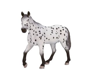 Mojo Appaloosa Hengst