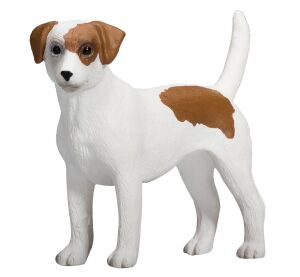 Mojo Jack Russell Terrier