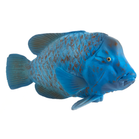 Mojo Riesenlippfische